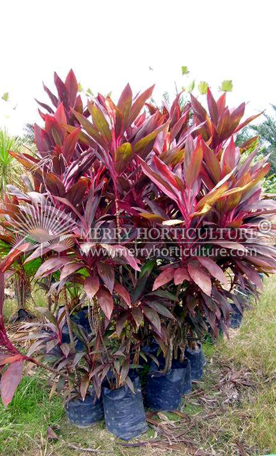 Cordyline terminalis 'Fire Brand  (15 x 17)